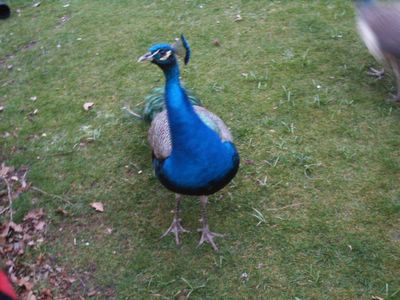 Viatge a Londres 2005 (part 6)