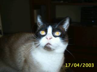 Votació a la part de la frase mes frikie